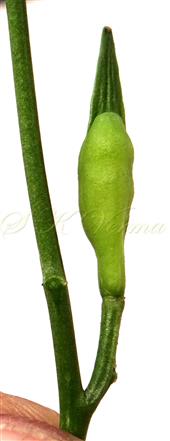  Fruit